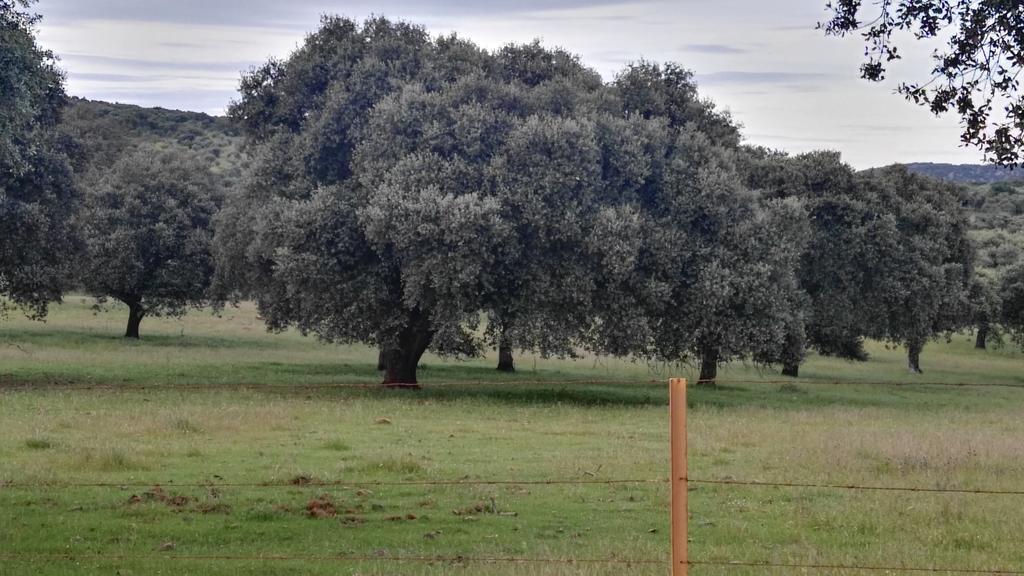 Casa Rural El Trillo Affittacamere El Alcornocal Esterno foto